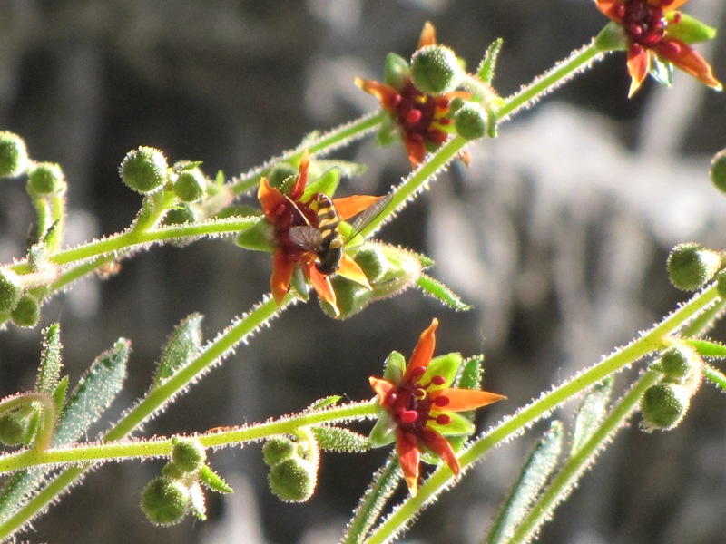 Saxifraga mutata / Sassifraga mutata